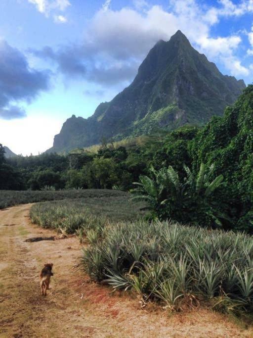 Fare Haurevaiti Moorea Paopao Kültér fotó