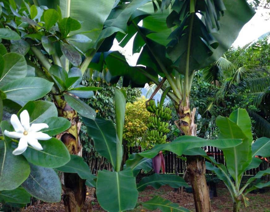 Fare Haurevaiti Moorea Paopao Kültér fotó